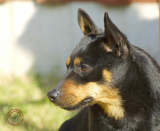 Lancashire Heeler 9R049D-16.JPG